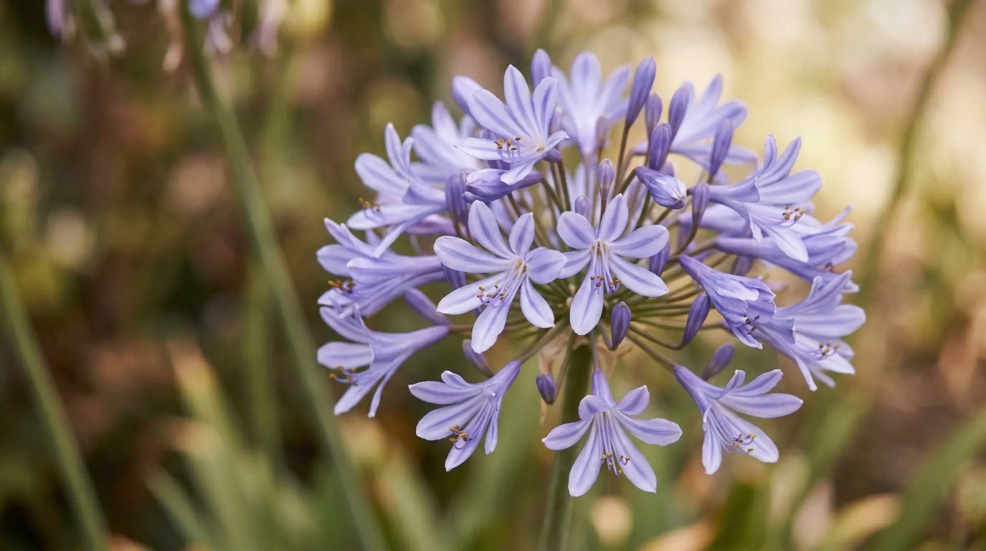 Agapanthus - The meaning and symbolism of agapanthus flowers across cultures
