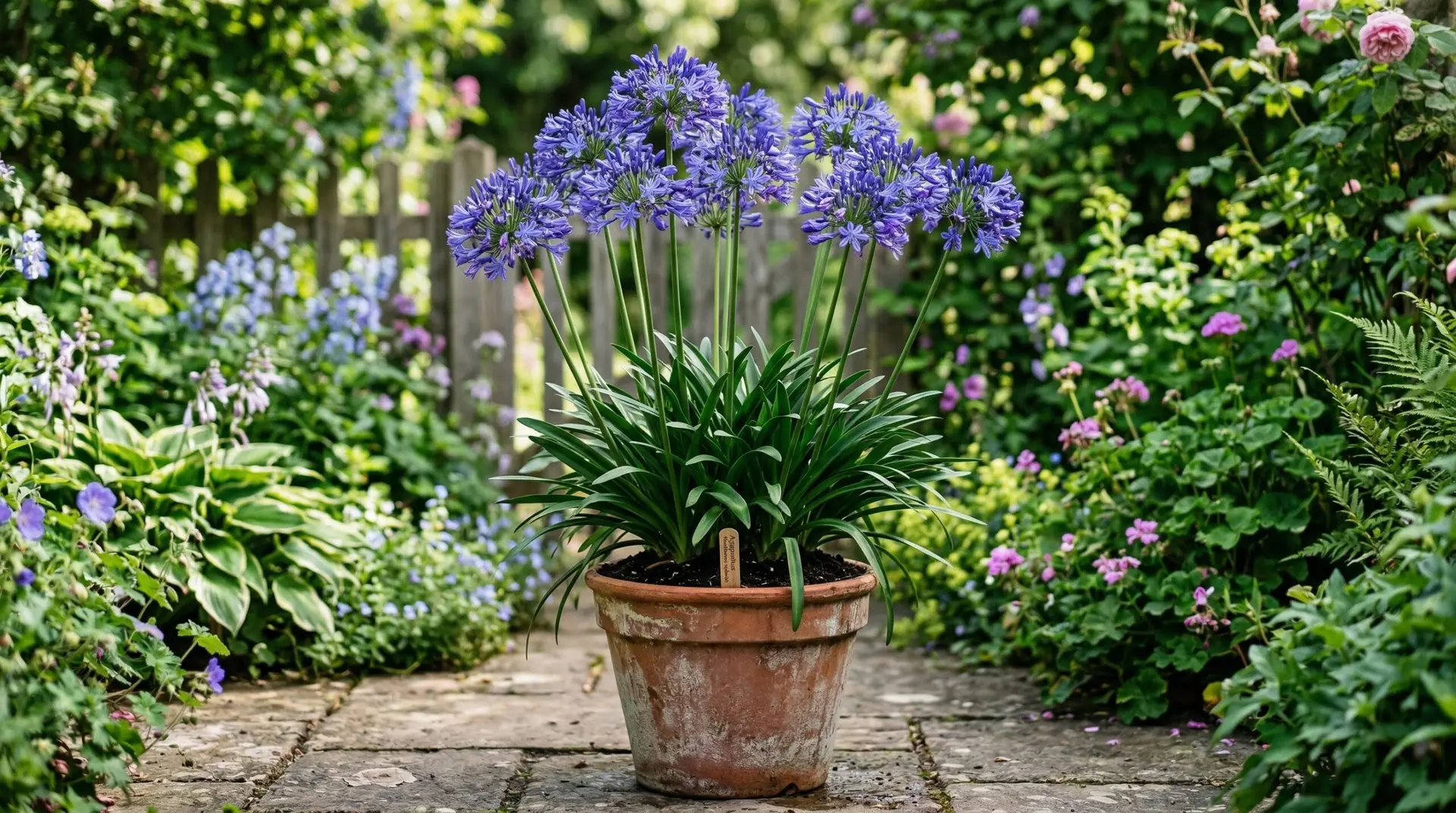 Agapanthus - How to grow agapanthus in pots and containers for a spectacular patio display