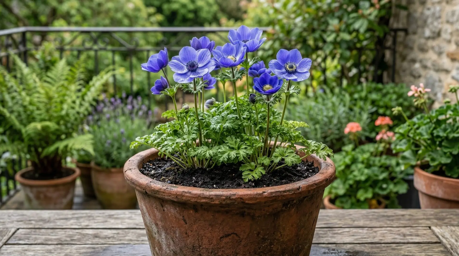 Anemone - How to grow anemones in containers for a colorful spring balcony garden