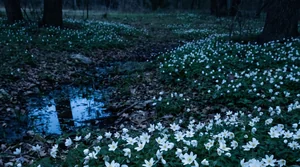 a naturalized drift of wood anemones under oaks in the Texas Hill Country at dusk