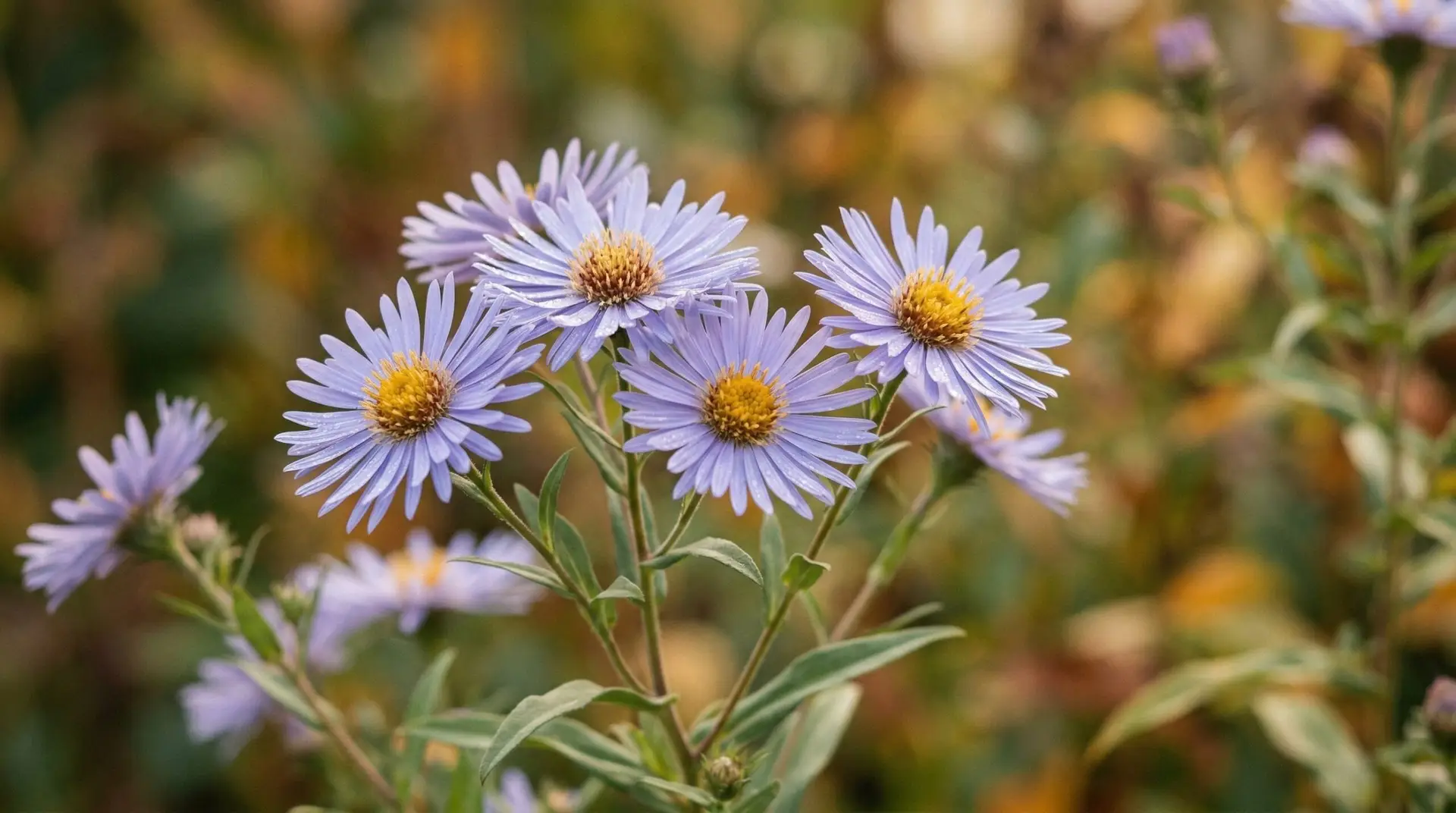 Aster - Aster flower meaning and the September birth flower connection