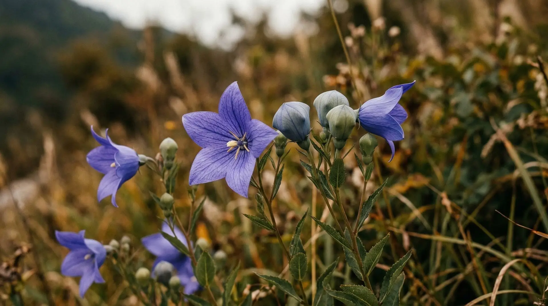 Balloon Flower - Balloon flower meaning in Korean and Japanese culture and garden traditions