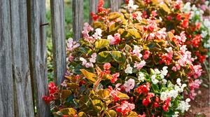 a mass planting of wax begonias backlit along a fence in the Georgia piedmont