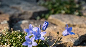 a close cluster of alpine campanula flower heads among rock garden stones at chest height