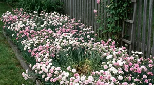 a border of cottage garden pinks leading into a Maine flower bed