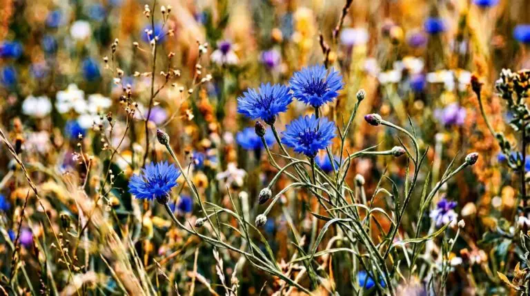 Cornflower meaning and the bachelor button tradition behind the name