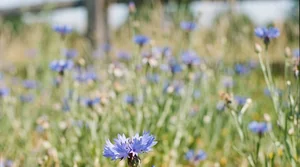 a single cornflower shoot sharp against a blurred meadow of blooms in New York's Hudson Valley