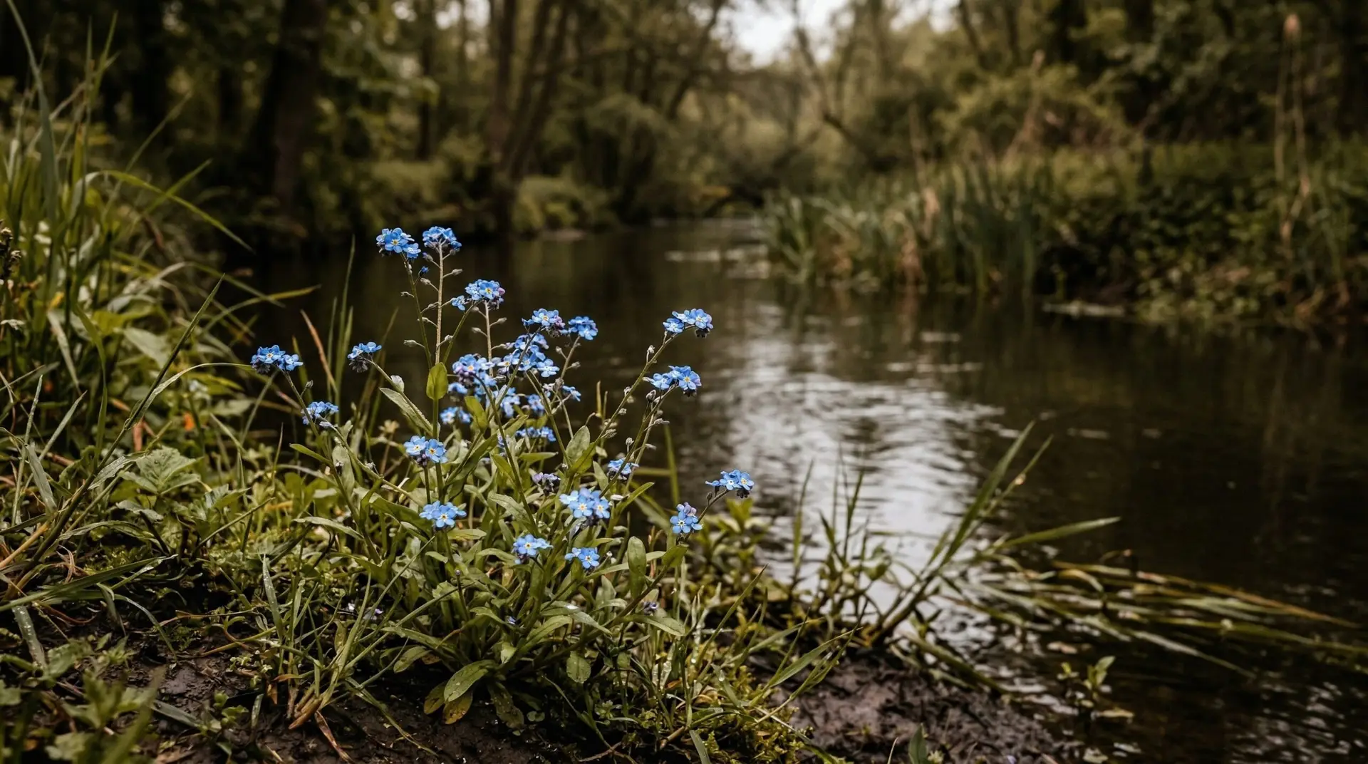 Forget-Me-Not - Forget-me-not flower meaning and the romantic legend behind the name