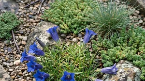 a gentian and dwarf sedum grouping in a rock garden trough after rain, Missouri Ozarks
