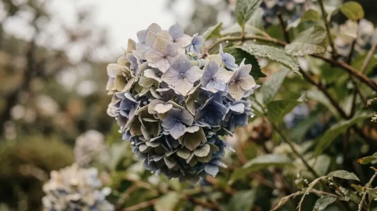 Hydrangea flower meaning and why this bloom represents gratitude and heartfelt emotion