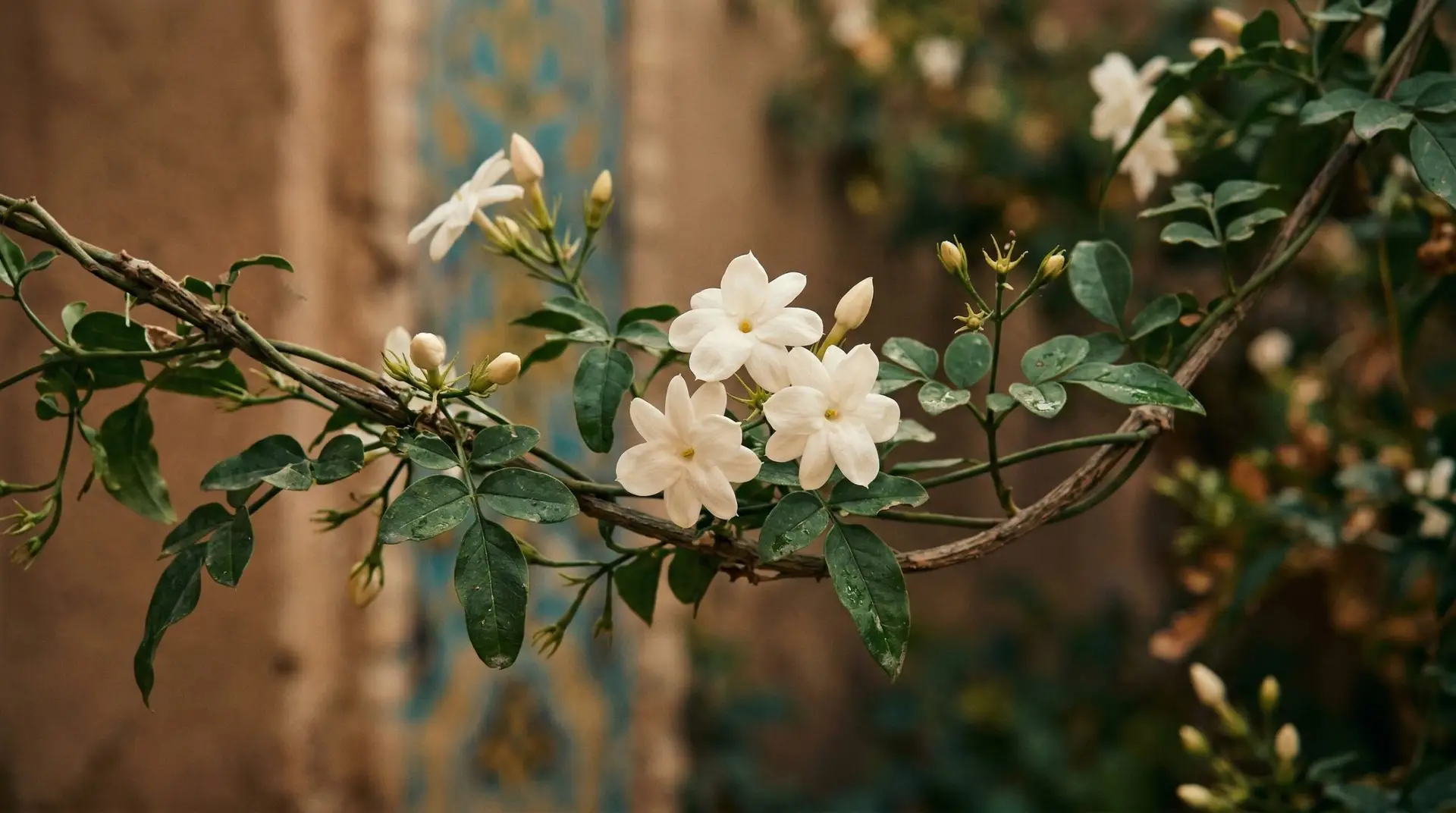 Jasmine - Jasmine flower meaning and why it represents love and sensuality across cultures