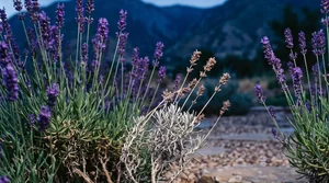a lavender plant's base with one browning stem among healthy blooms in Utah