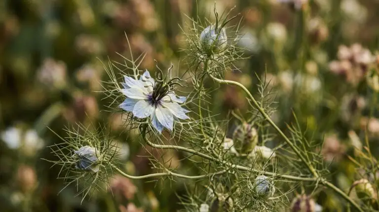 Love-in-a-mist flower meaning and the romantic mystery behind this enchanting bloom