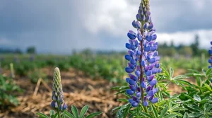 a mature flowering lupine beside a smaller young lupine plant in a wet Oregon field