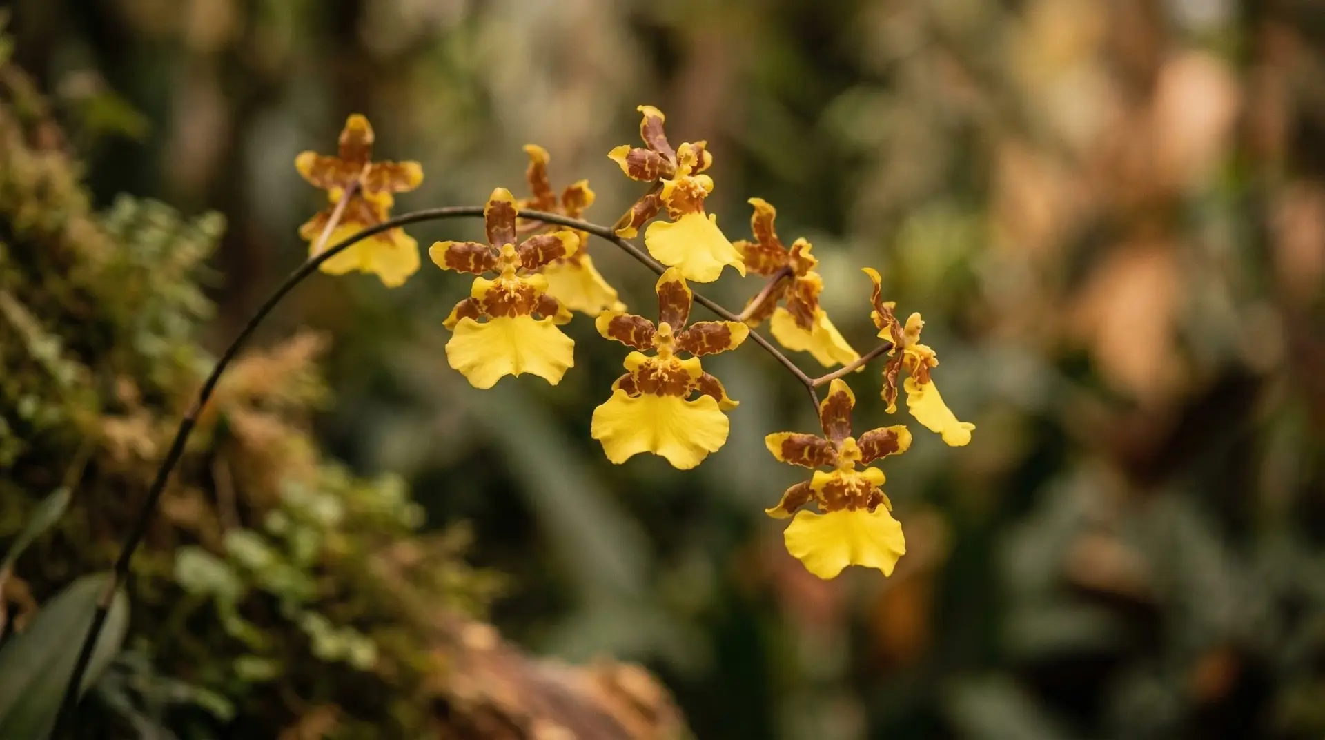 Oncidium Orchid - Oncidium orchid meaning and why the dancing lady brings joy and positive energy