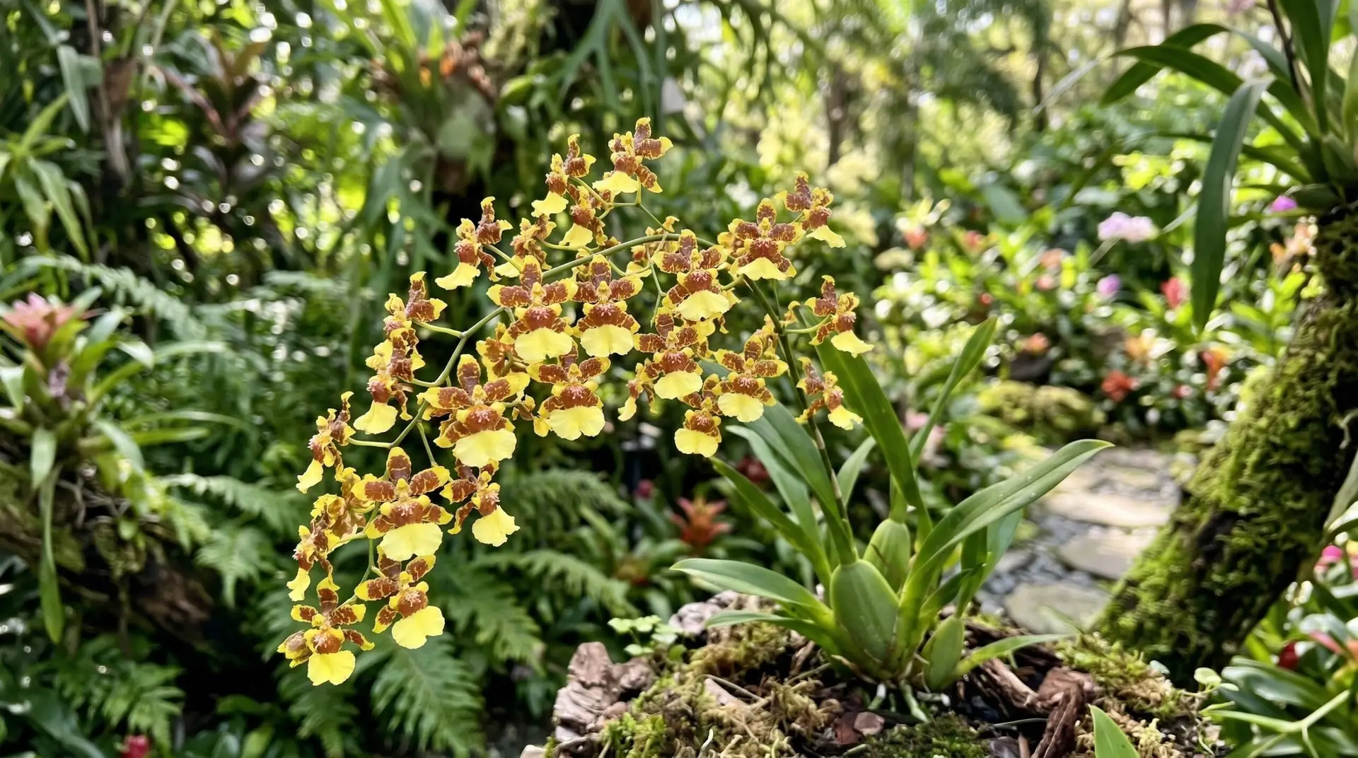 Oncidium Orchid - Oncidium orchids as long-lasting cut flowers for exotic spray arrangements