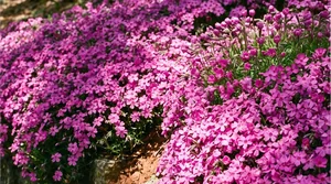 a dense mat of creeping phlox covering a stone slope in dappled midday light