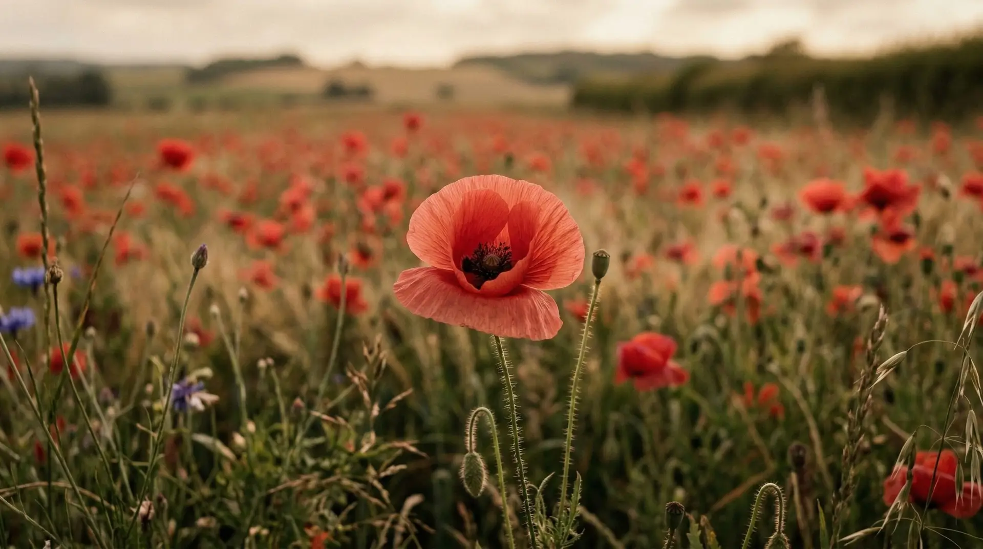 Poppy - Poppy flower meaning from Remembrance Day red to the sleep and peace of ancient mythology
