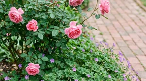 a rose border edge with a mounding perennial companion along a garden path