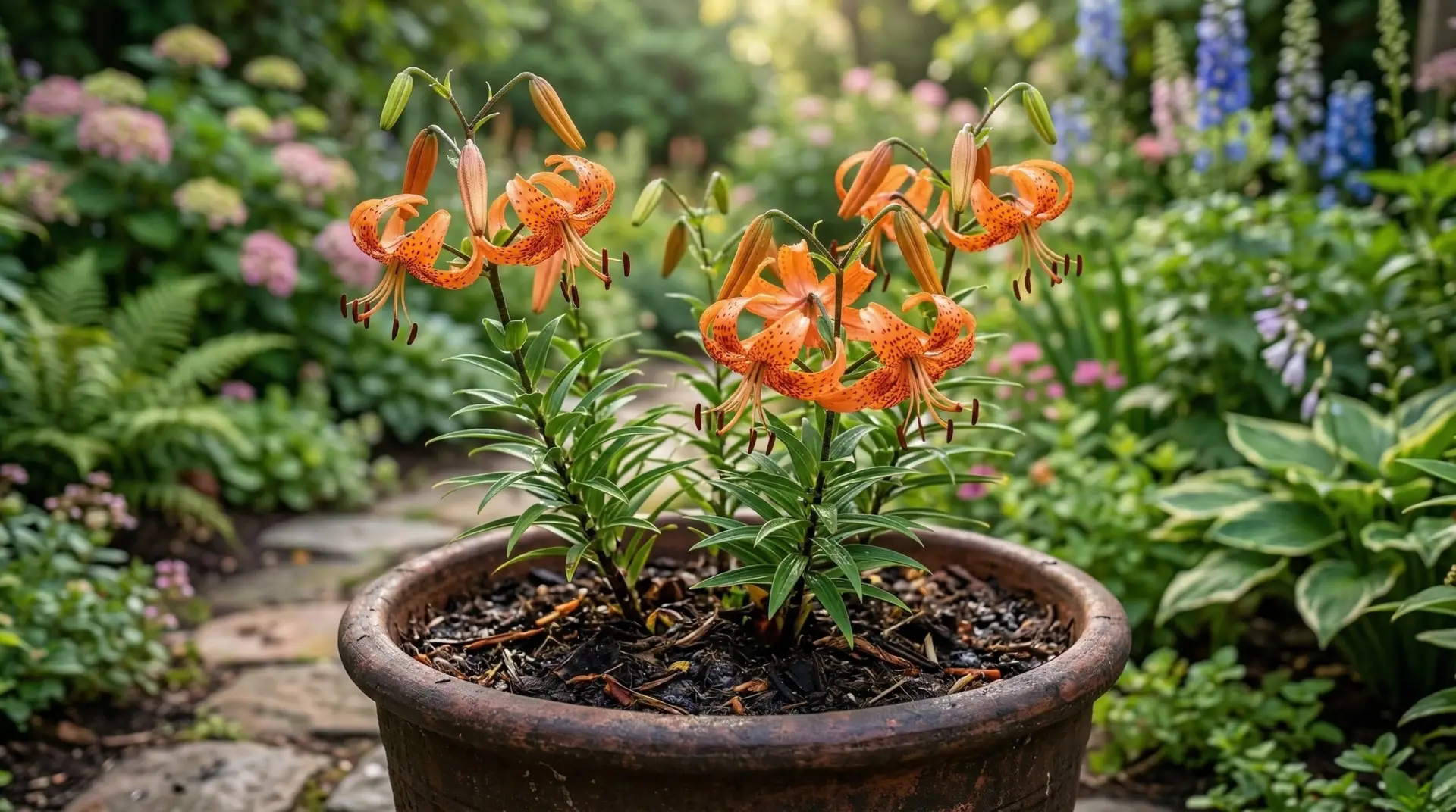 Tiger Lilies - Growing tiger lilies in containers for bold orange summer drama on patios