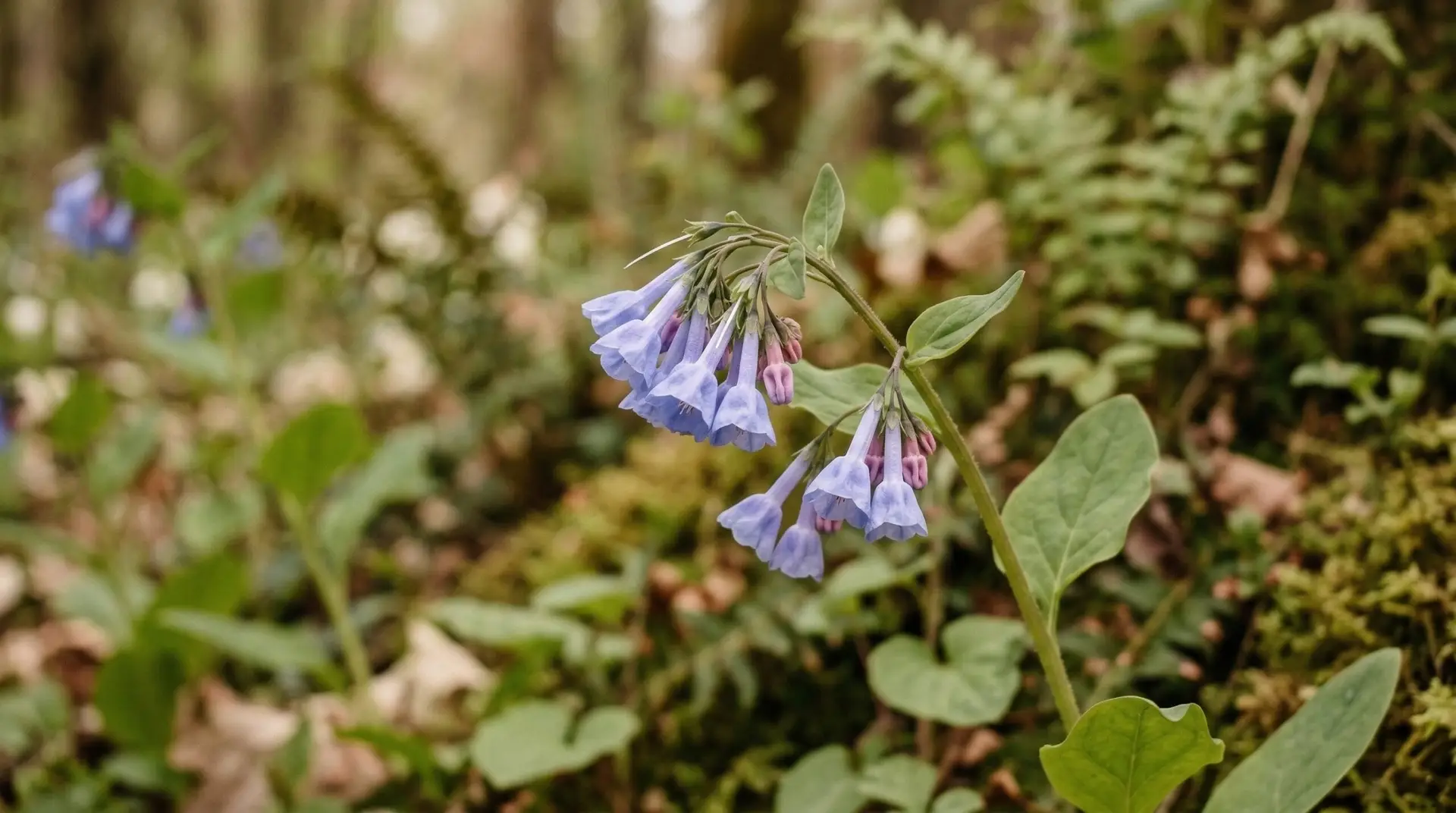 Virginia Bluebells - Virginia bluebells flower meaning and the native wildflower that colors eastern woodlands blue