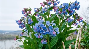 Virginia bluebells in full bloom seen from below against open sky in the Ohio River valley