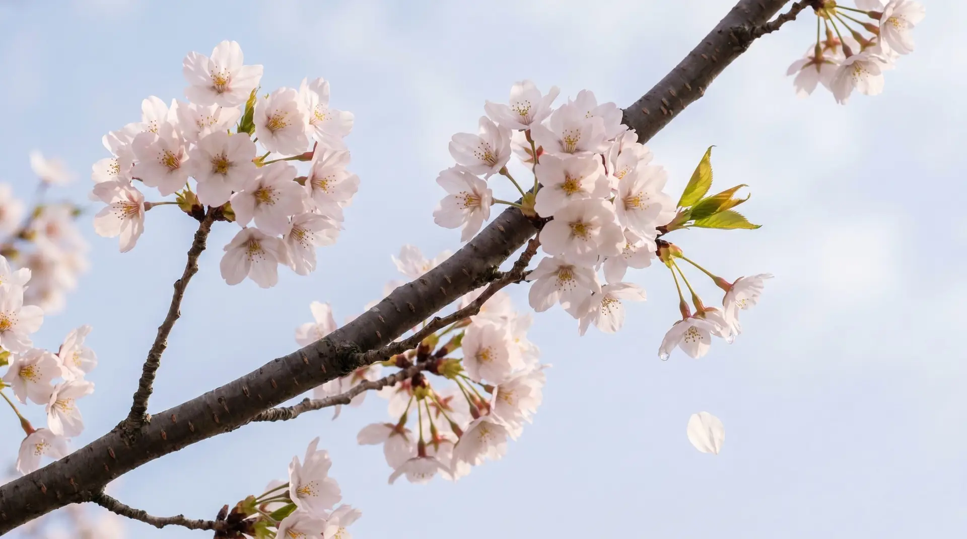 Cherry blossom branches in full pink-white bloom against soft blue sky in Korean hanami tradition