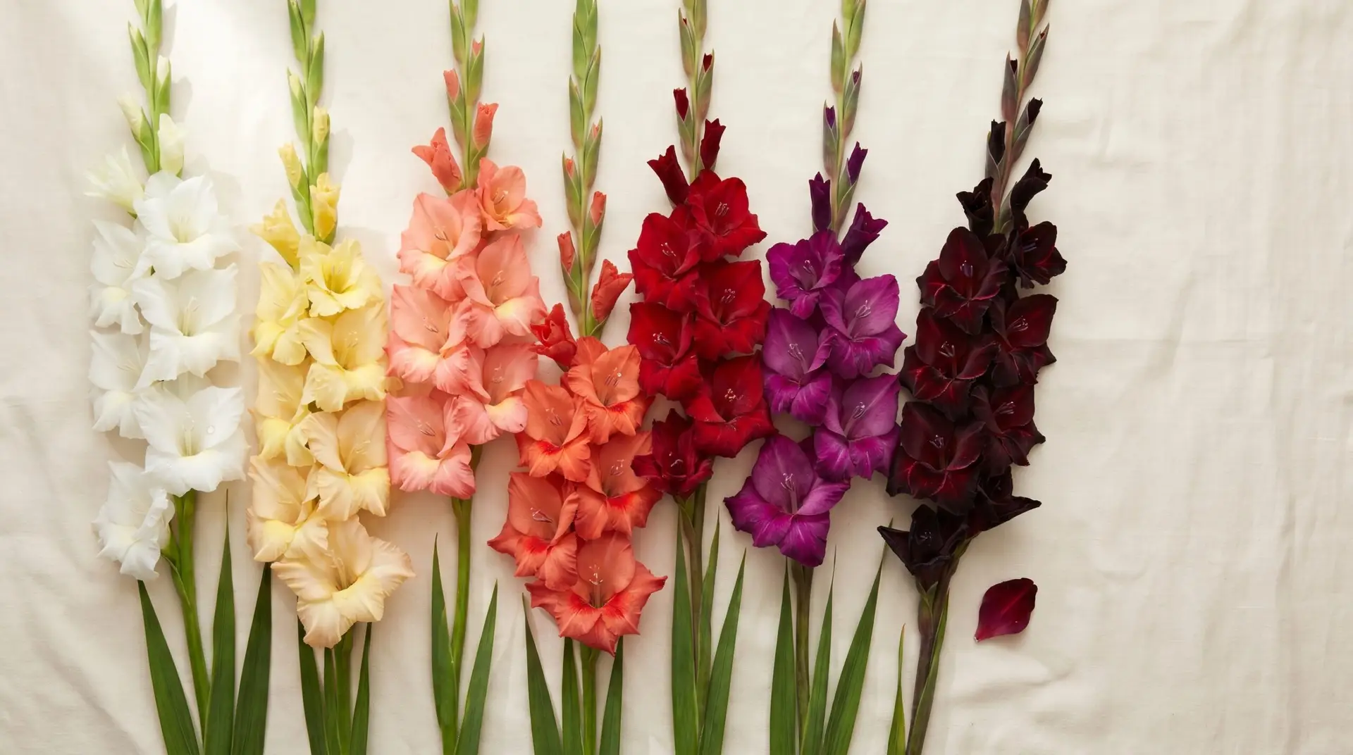 Seven gladiolus color varieties from white to near-black arranged for botanical color reference