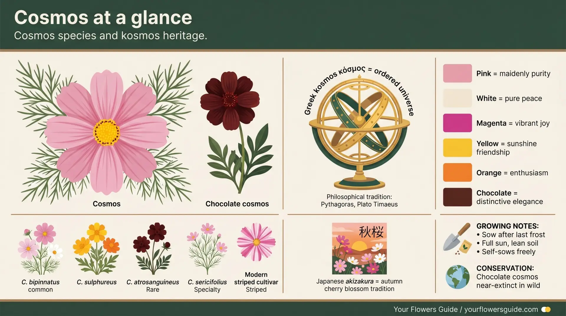Cosmos at a glance infographic showing species Greek kosmos colors chocolate and akizakura
