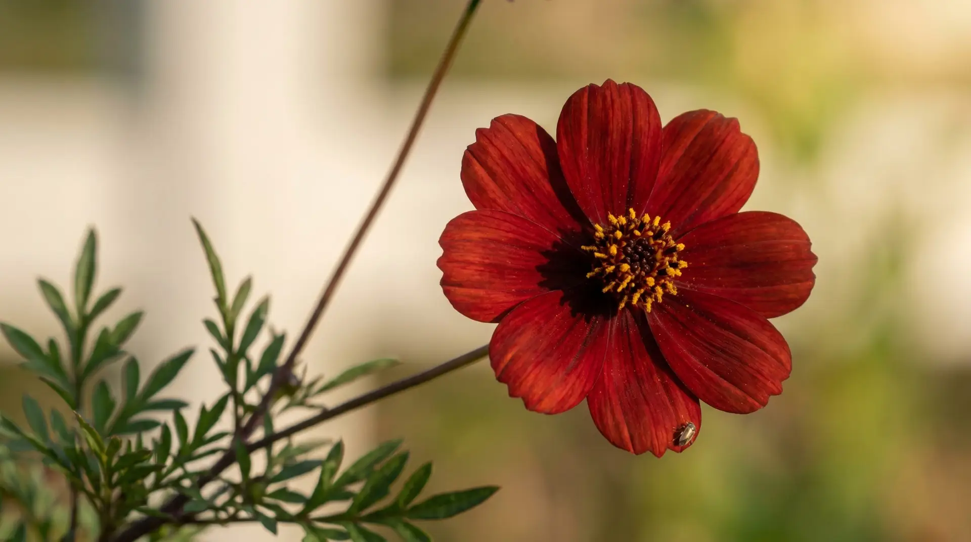 Rare chocolate cosmos Cosmos atrosanguineus deep chocolate-red flower close-up specialty species