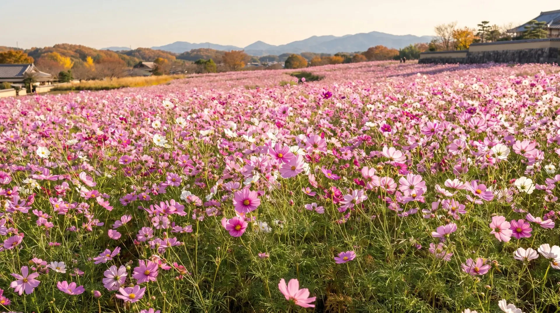 Dense pink akizakura cosmos field in Japanese landscape autumn viewing tradition setting