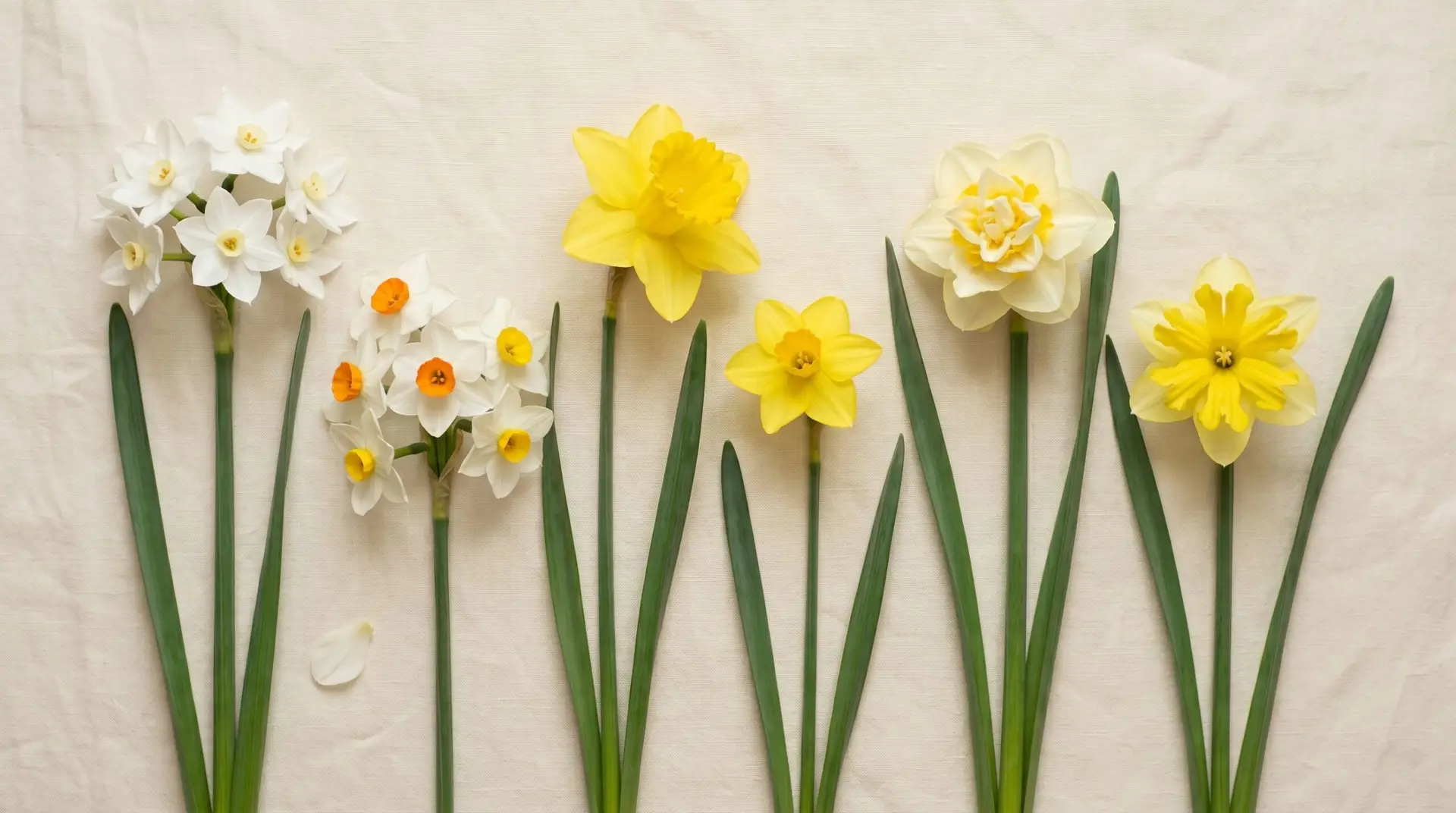 Six narcissus varieties from paperwhite to daffodil arranged for botanical form reference