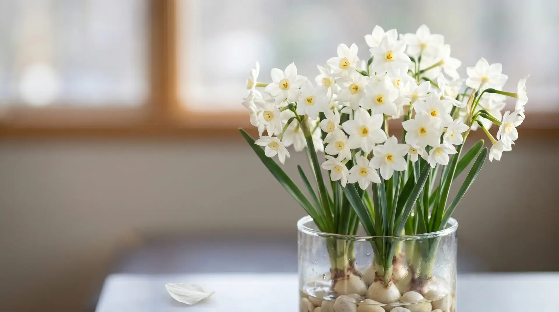 Cluster of paperwhite narcissus in indoor forced bulb container as December primary birth flower
