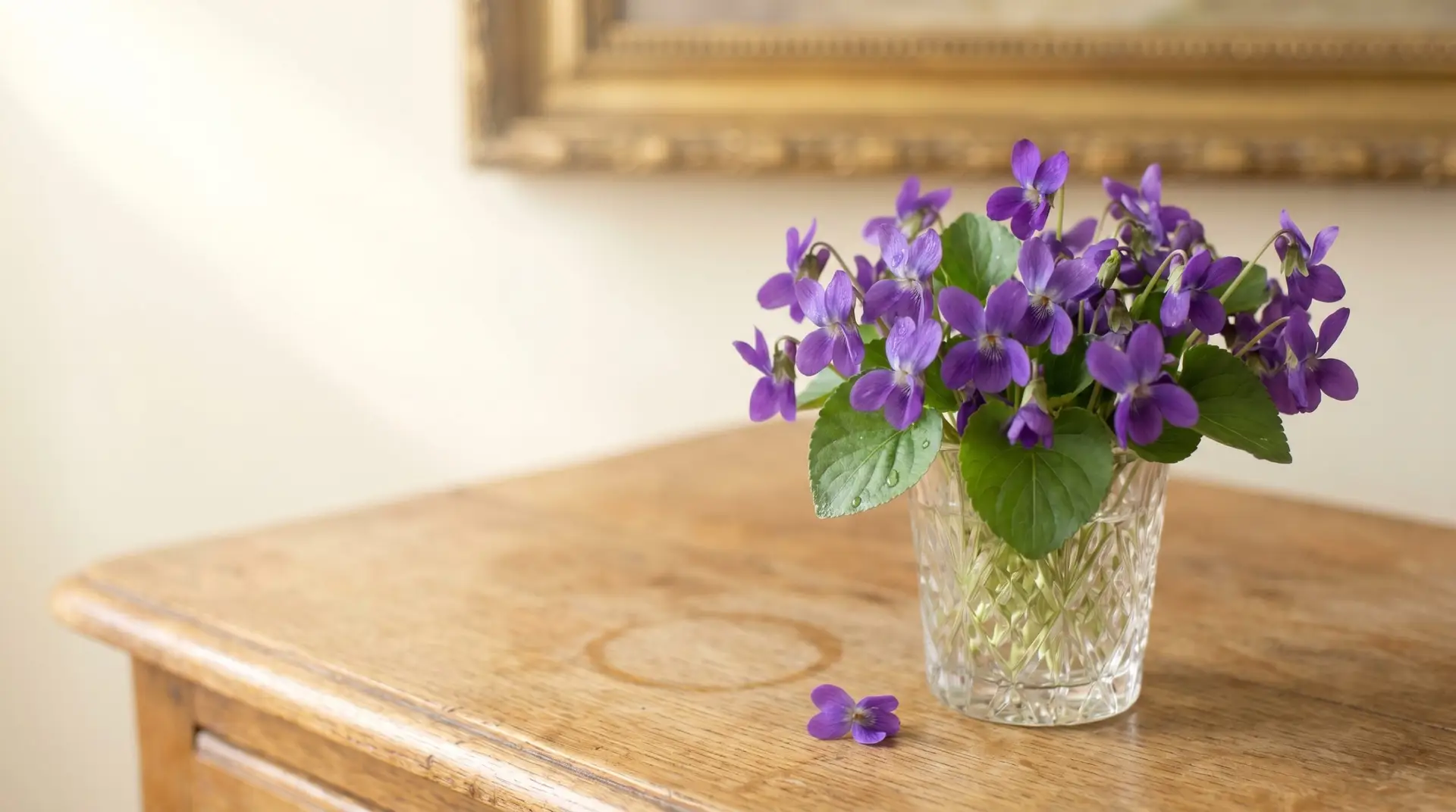 Small bouquet of purple sweet violets in vintage cut-crystal glass on French oak table in soft morning light