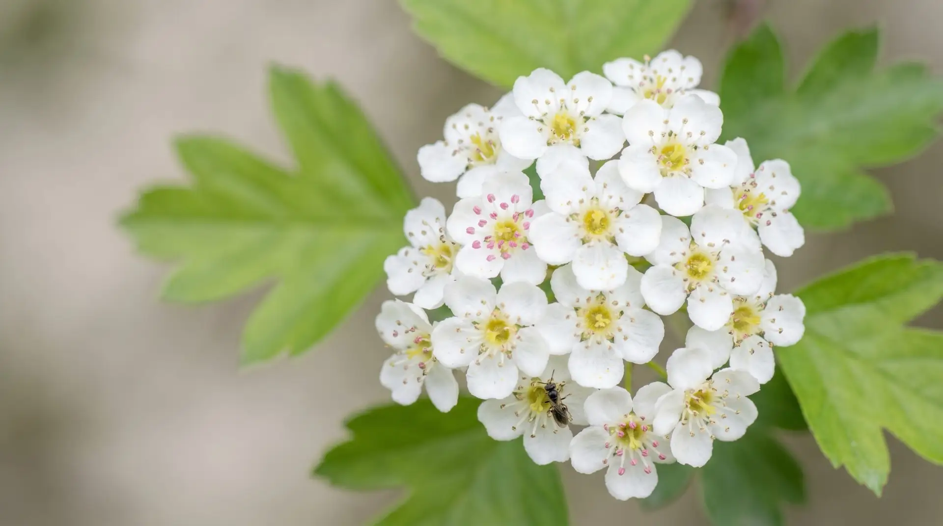 Macro close-up of hawthorn corymb showing dense flat-topped cluster of small white 5-petal flowers