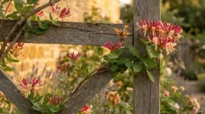 Mature European honeysuckle climbing weathered garden trellis in soft evening light with cream-yellow tubular flowers