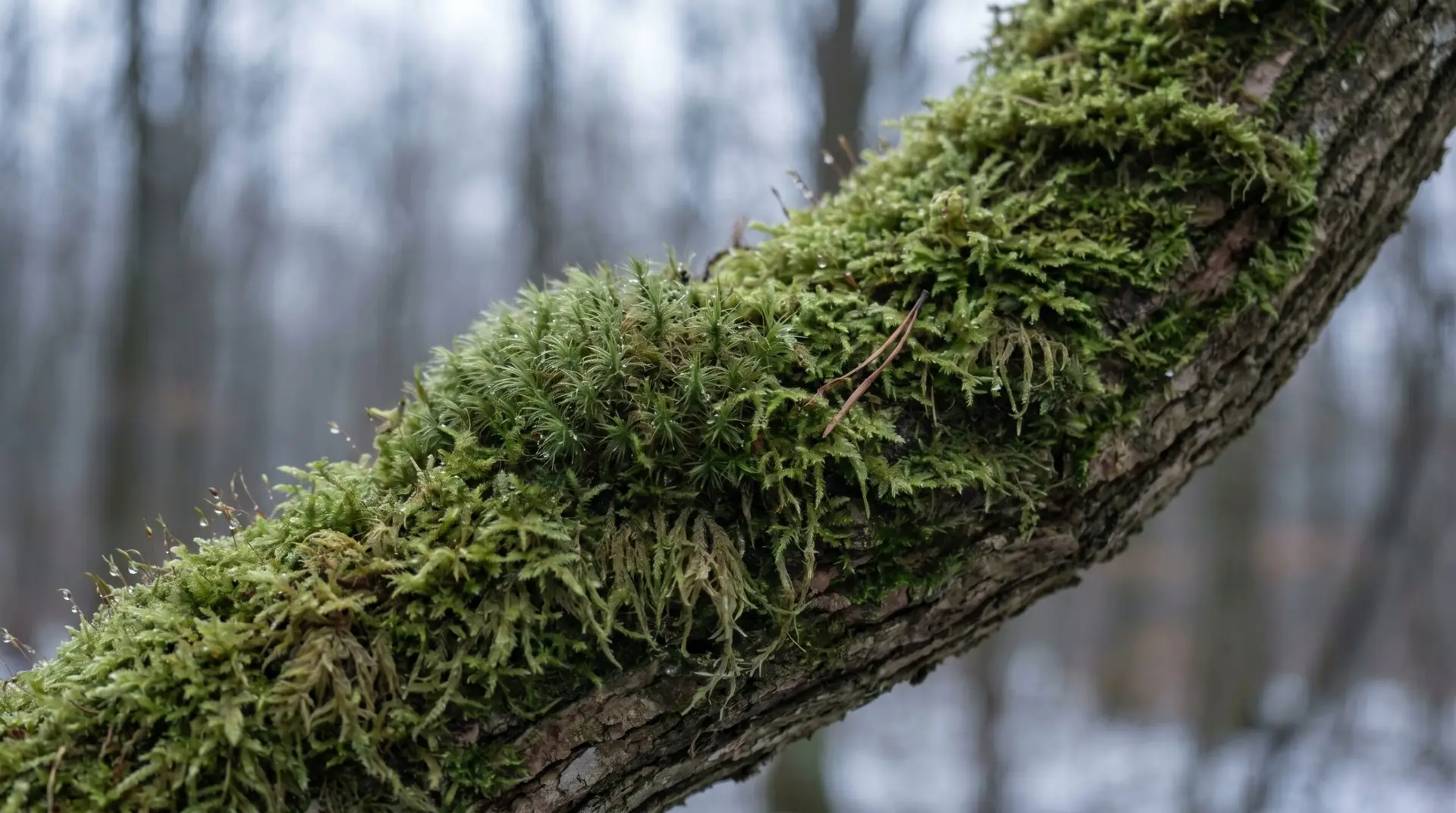 Moss-covered tree branch showing layered green cushion representing Korean mother's love symbolism