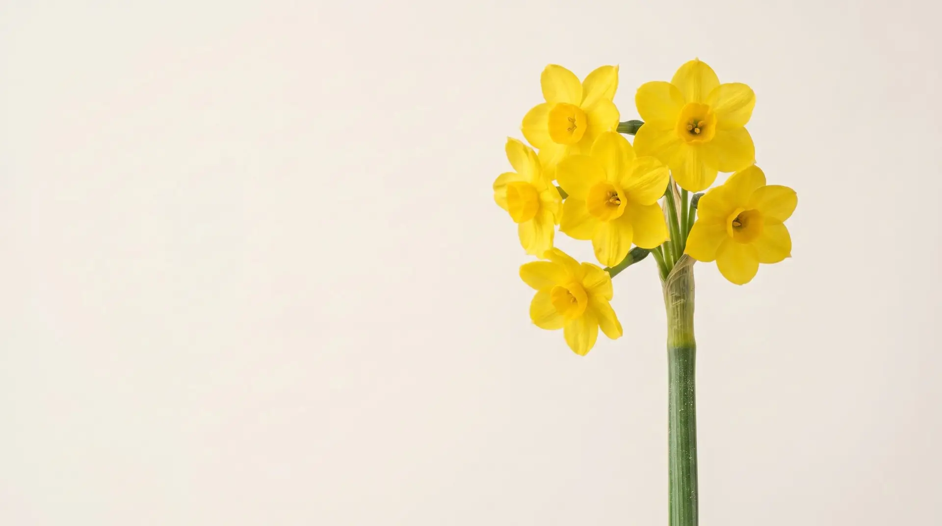 Macro detail of single jonquil stem showing 4-7 small yellow flowers per stem against cream background
