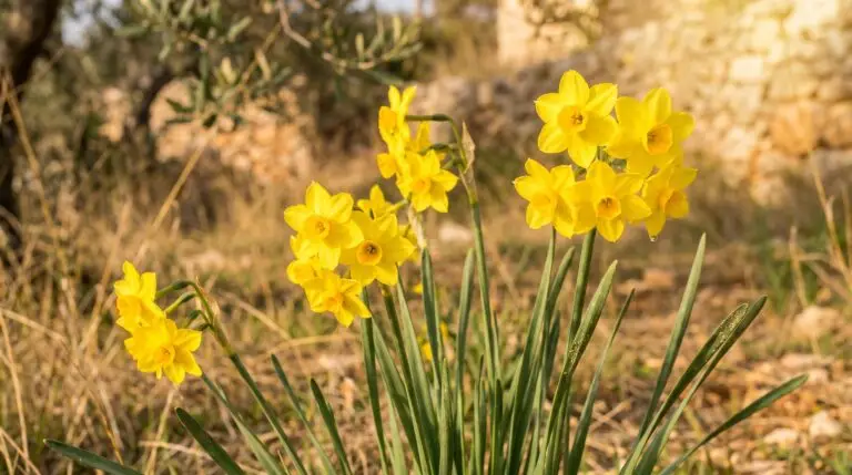 Jonquil flower meaning: botany, Spanish heritage, and fragrance