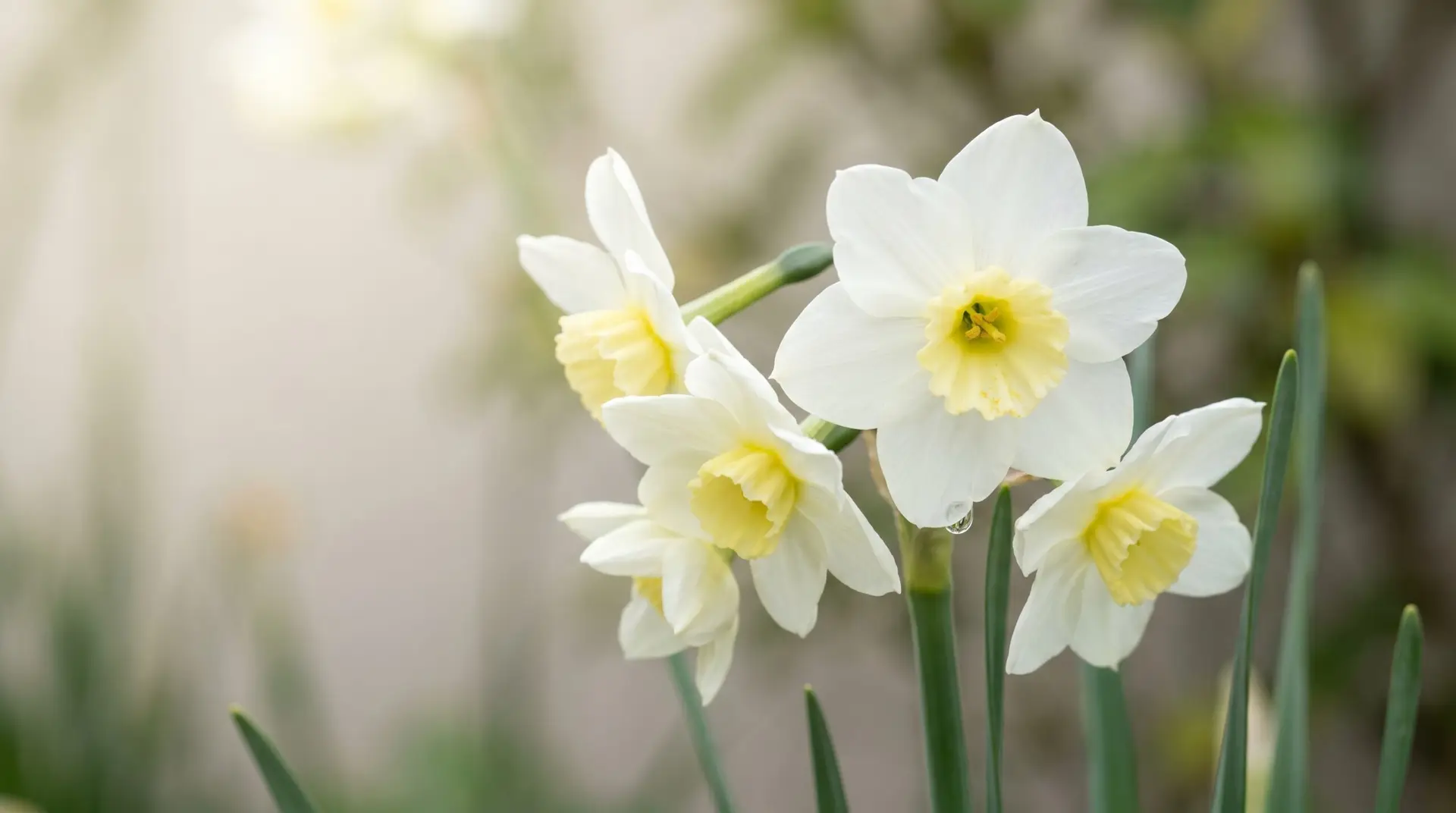 Modern Division 7 jonquil cultivar Pipit showing bicolor white tepals with pale yellow corona
