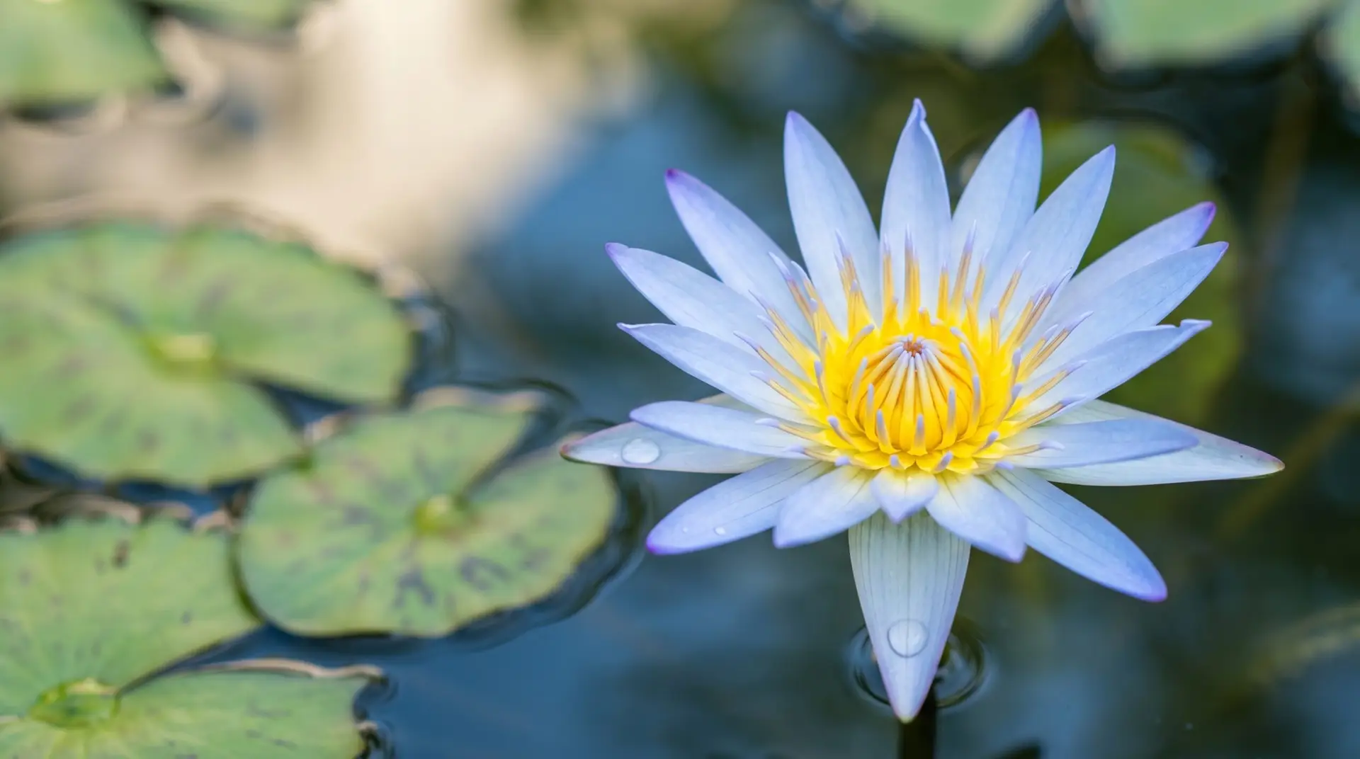 Blue Egyptian water lily Nymphaea caerulea with pale blue petals and yellow center in star-shape