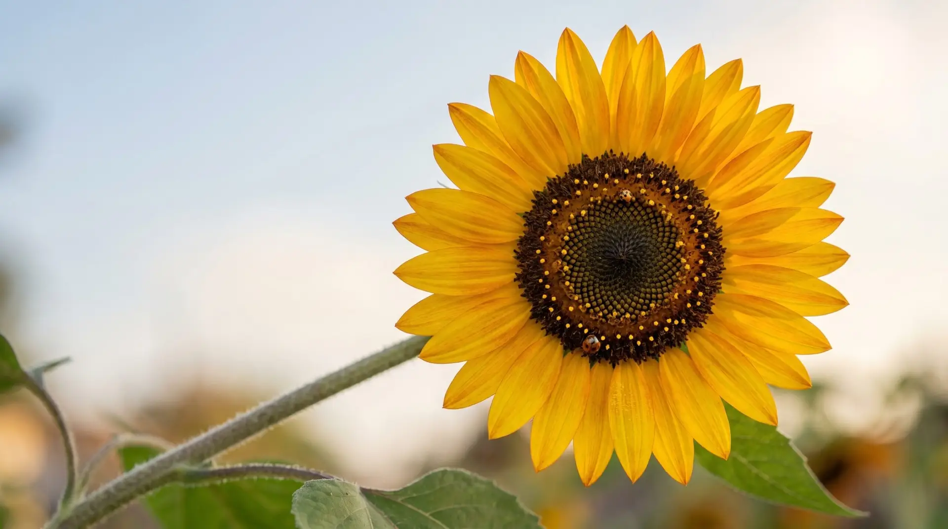 Single fully-opened sunflower with bright yellow ray petals around dark central disc in sun-following posture