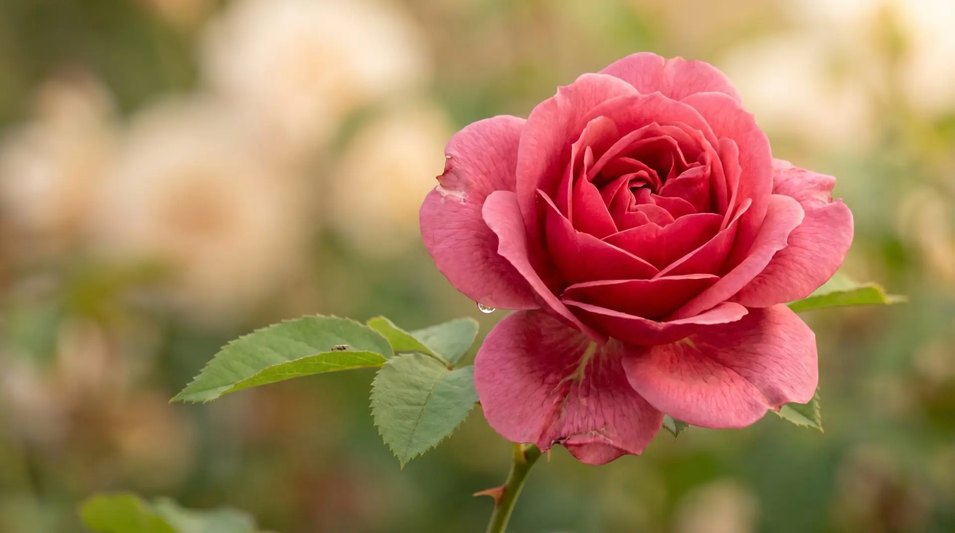 Single deep pink Damask rose in full bloom with characteristic many-petal layered structure