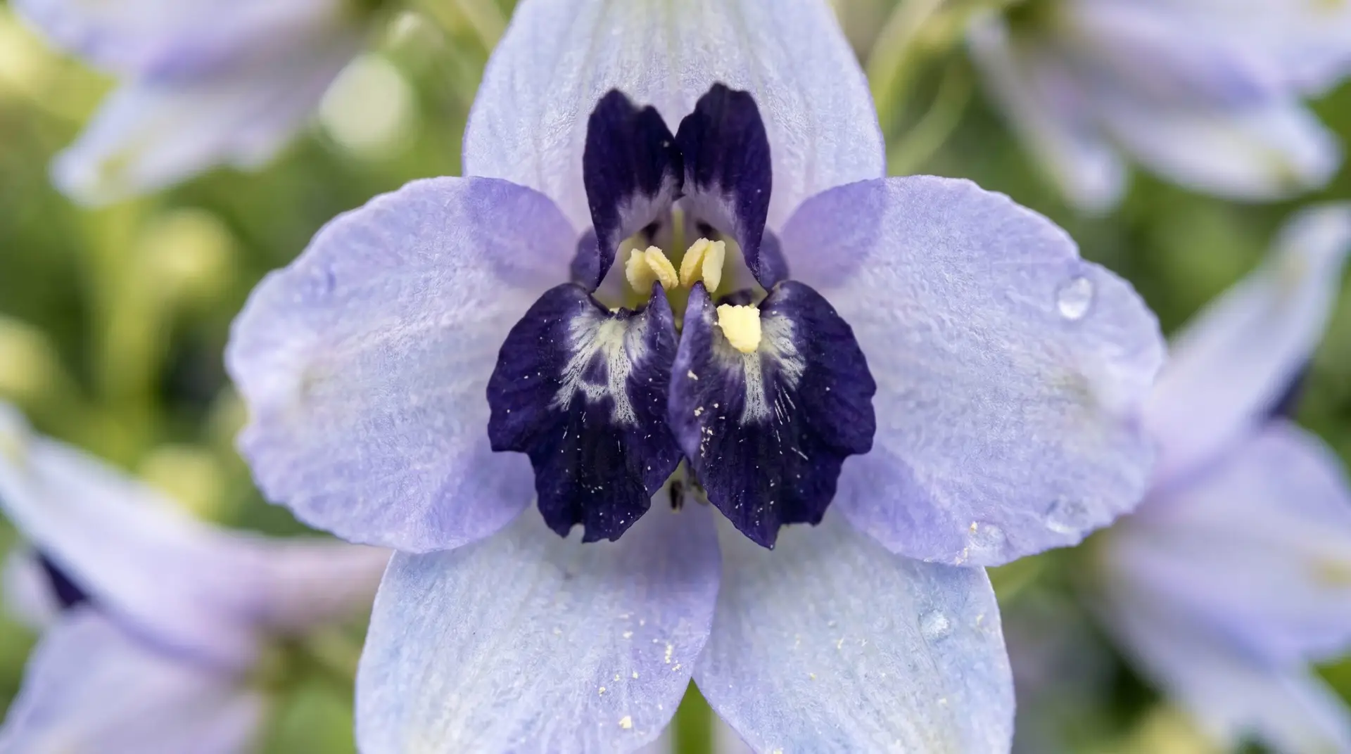 Macro close-up of single larkspur flower interior showing dark inner bee markings of Ajax tradition