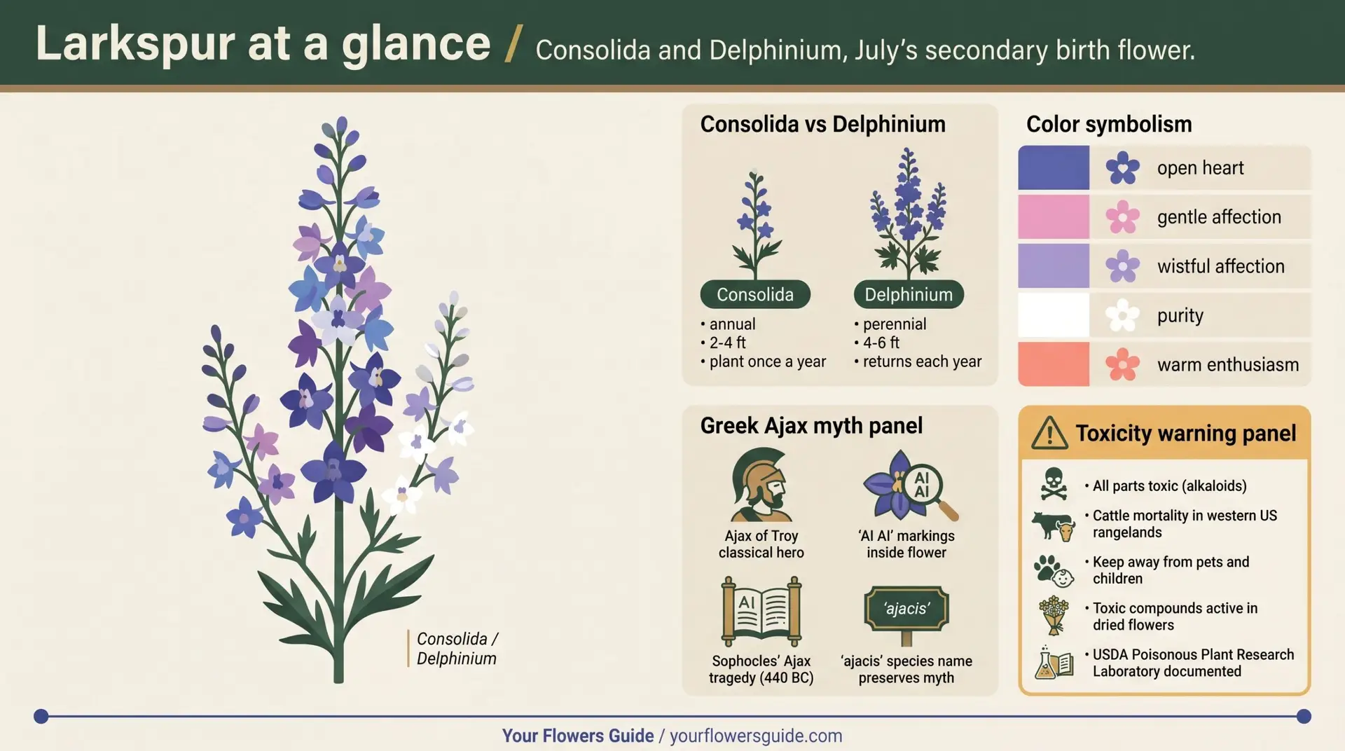 Larkspur at a glance infographic showing botany Greek Ajax myth toxicity and growing