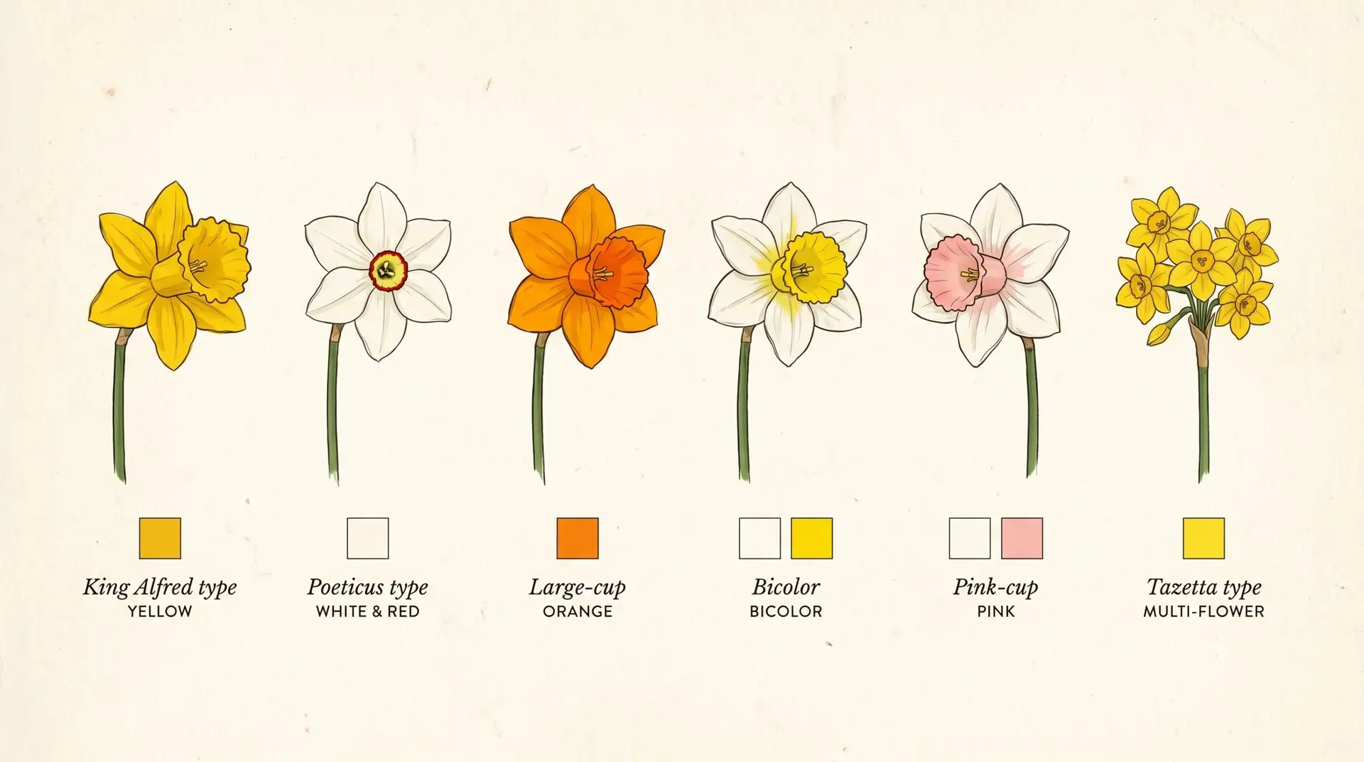 Six daffodil colors in botanical illustration: yellow, white, orange, bicolor, pink, and tazetta cluster