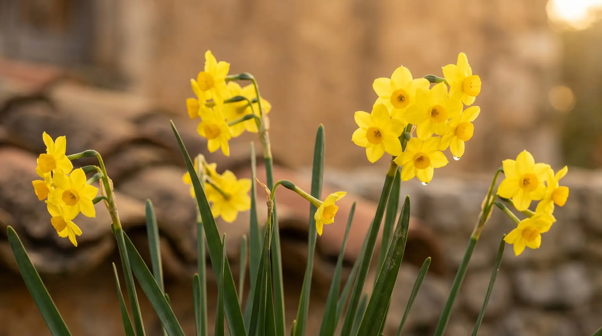 Yellow jonquil flowers in characteristic multi-flower cluster with narrow rush-like leaves in Mediterranean garden