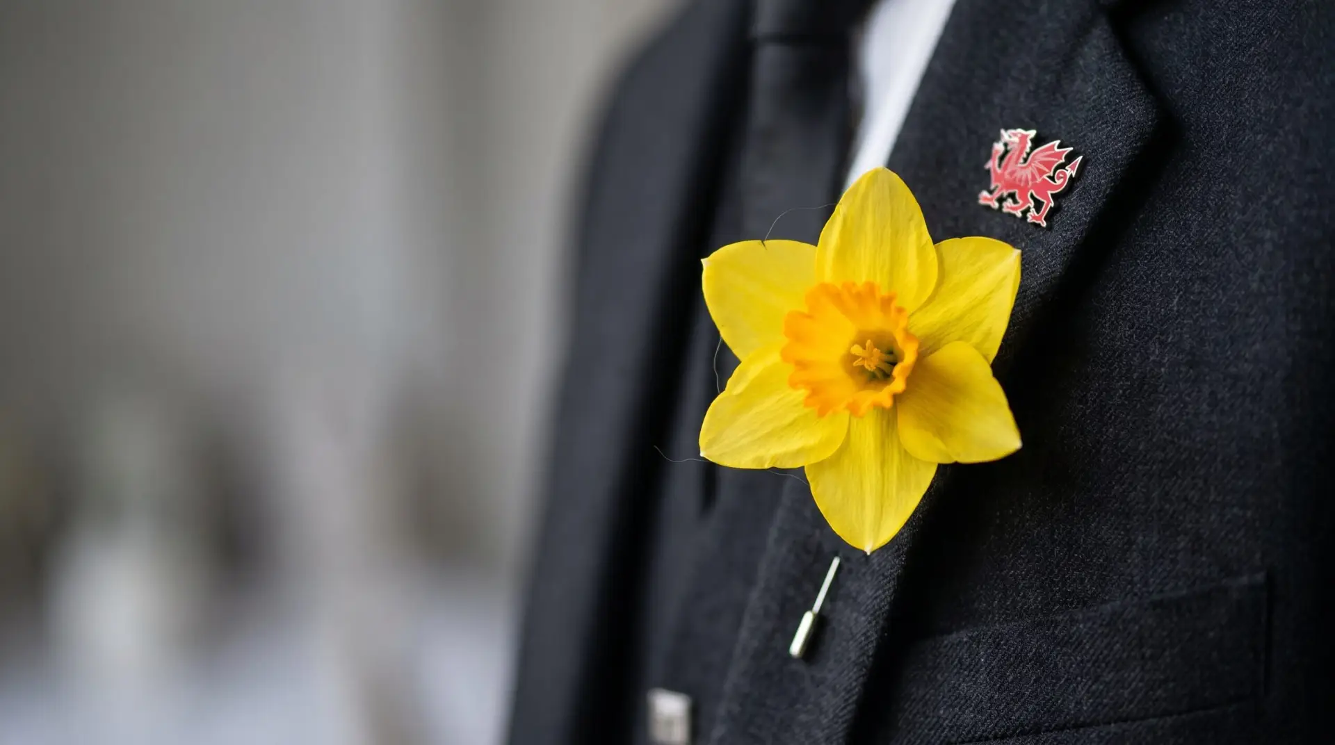 Single yellow daffodil pinned to dark formal lapel with small Welsh dragon enamel pin for St David's Day