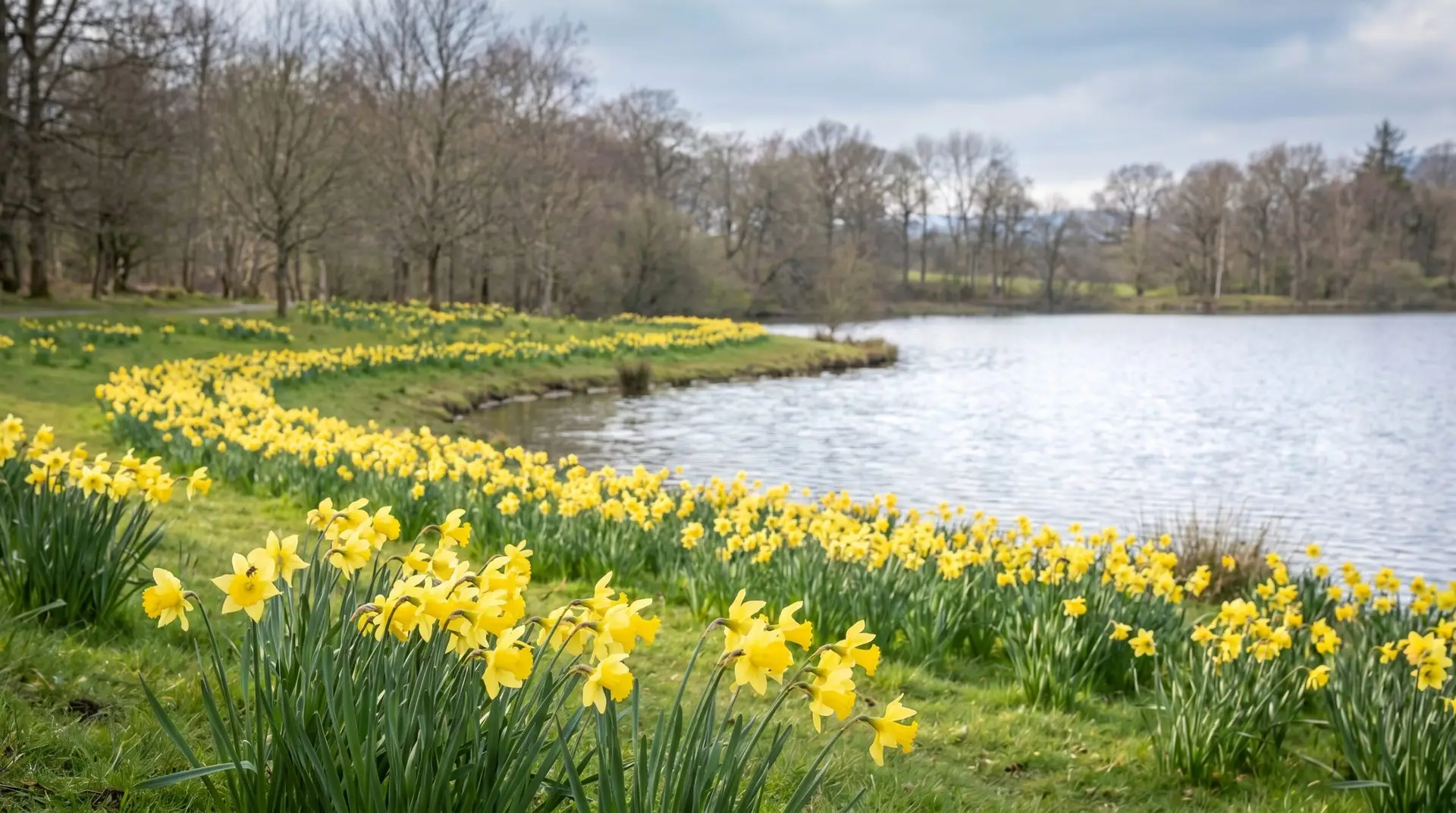 Wild yellow daffodils blooming along English Lake District shore evoking Wordsworth's host of golden daffodils