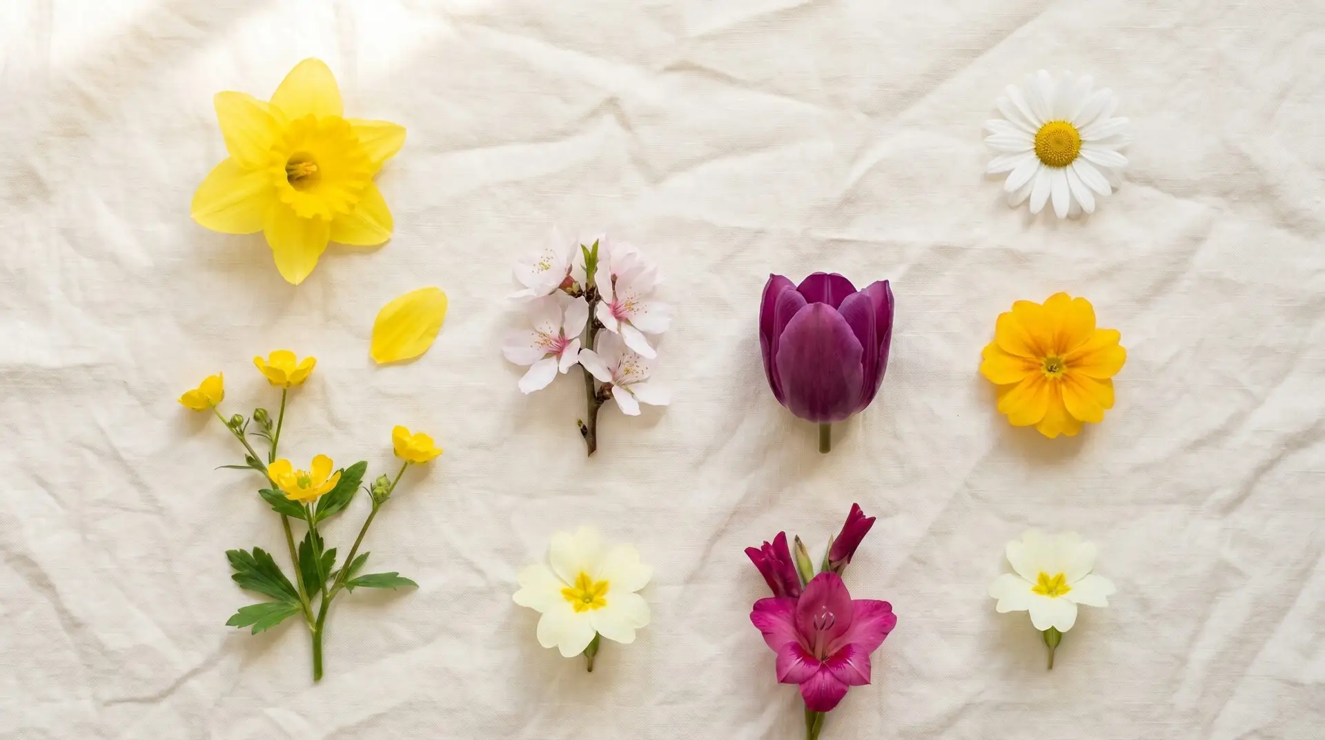 Flat-lay selection of Korean March birth flowers including narcissus, buttercup, daisy, almond, and tulip